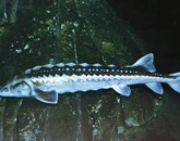 Jesetri so prvobitne ribe, ki jih je danes možno opazovati bolj ali manj le v akvarijih Foto: Lovrenc Lipej