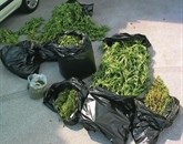 Pri 41-letnem moškem so našli večjo količino posušene konoplje in 45 sadik Foto: Pu Nova Gorica