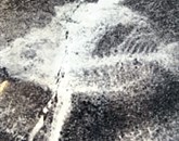 Fosil, ki ga je odkril Saksida, hranijo v Ljubljani 