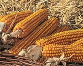 Monsanto je po ZDA vložil več kot sto tožb proti kmetom, ki so posadili semena z Monsantovimi geni, in podjetju niso plačala odškodnine oziroma dela dobička. Fotografija je simbolična Foto: Ivan Merljak