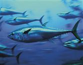 Med ribami, ki bi lahko v Mediteranu zelo kmalu izginile, je tudi modroplavuti tun.  Foto: Roger Grace