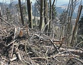 Uničen gozd v strmini (fotografija je iz Novakov), ki lastnike spravlja v obup zaradi nevarnosti spravila Foto: Saša Dragoš