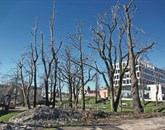 Tudi drevesa v mestnem parku so močno prizadeta 