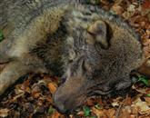 Izguba alfa volkulje najverjetneje pomeni razpad tropa in majhno verjetnost za preživetje Tonkinih petih mladičev 